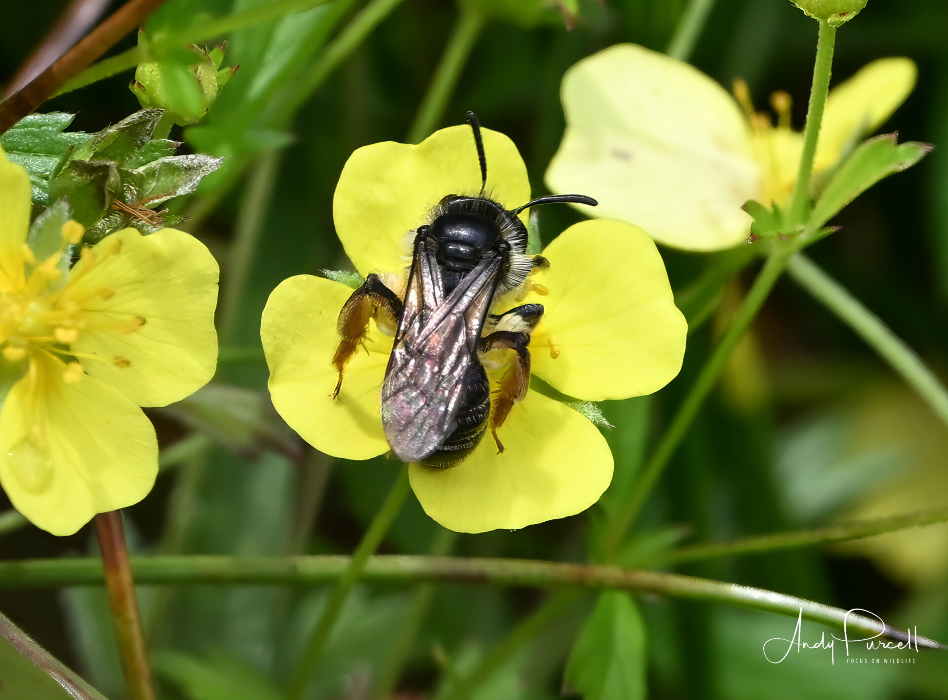 Tormentil Mining Bee Andrena tarsata Holland Park by Andy Purcell