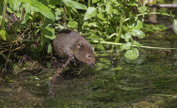 Brown water vole peering from bankside vegetation into a watercourse
