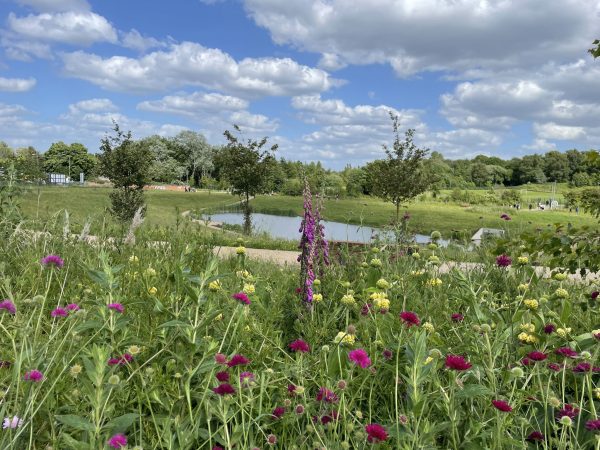 Bilston Urban Village Nature Reserve with colourful flowers in the foreground and a pond surrounded by grassland, with mature trees in the background