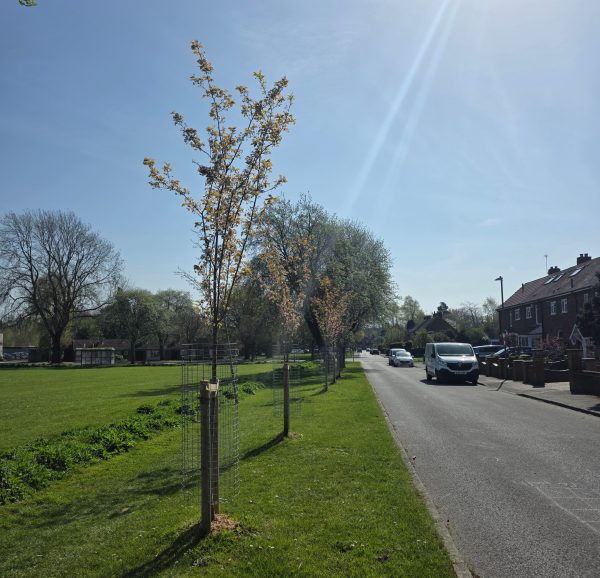 Five newly planted street trees beside a road with residential houses in the background