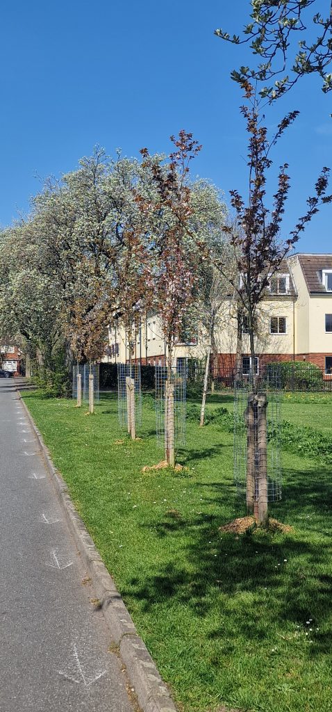 Five newly planted trees with guards and stakes along a grass verge, with housing and open green space behind