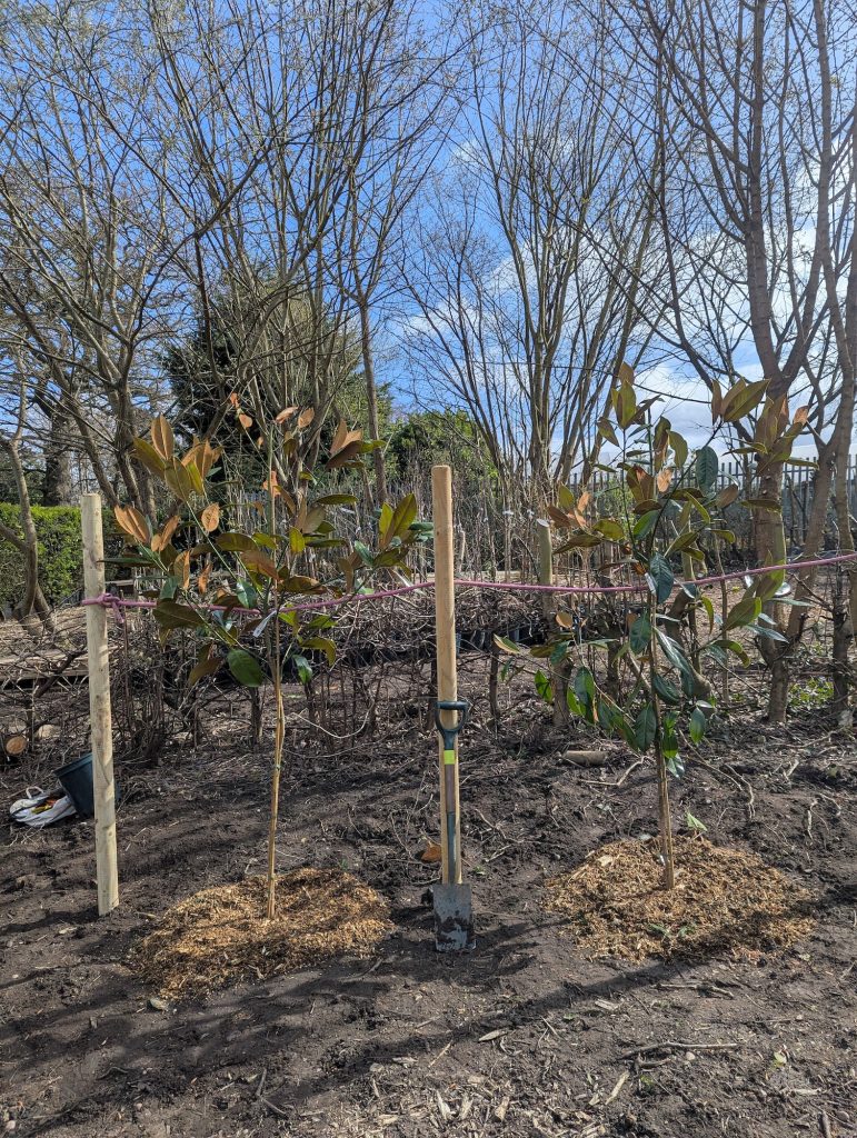Tree nursery with young tagged trees