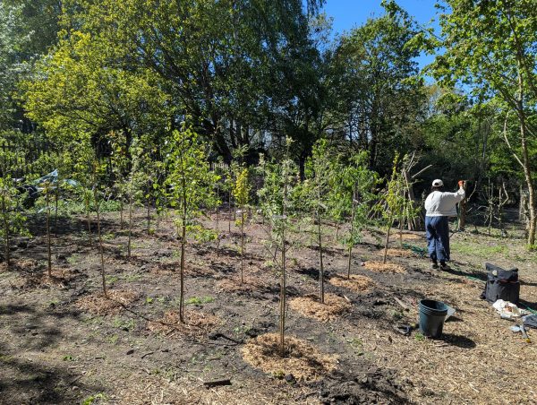 Tree nursery with young tagged trees with a volunteer watering them
