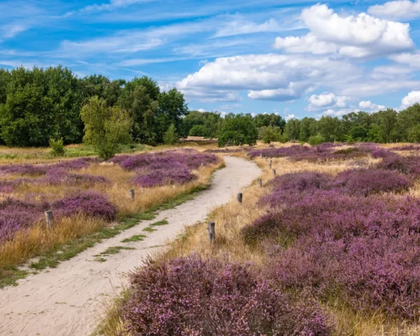 Heathland habitat with blooming purple heather and grasses, intersected by a path extending into the distance